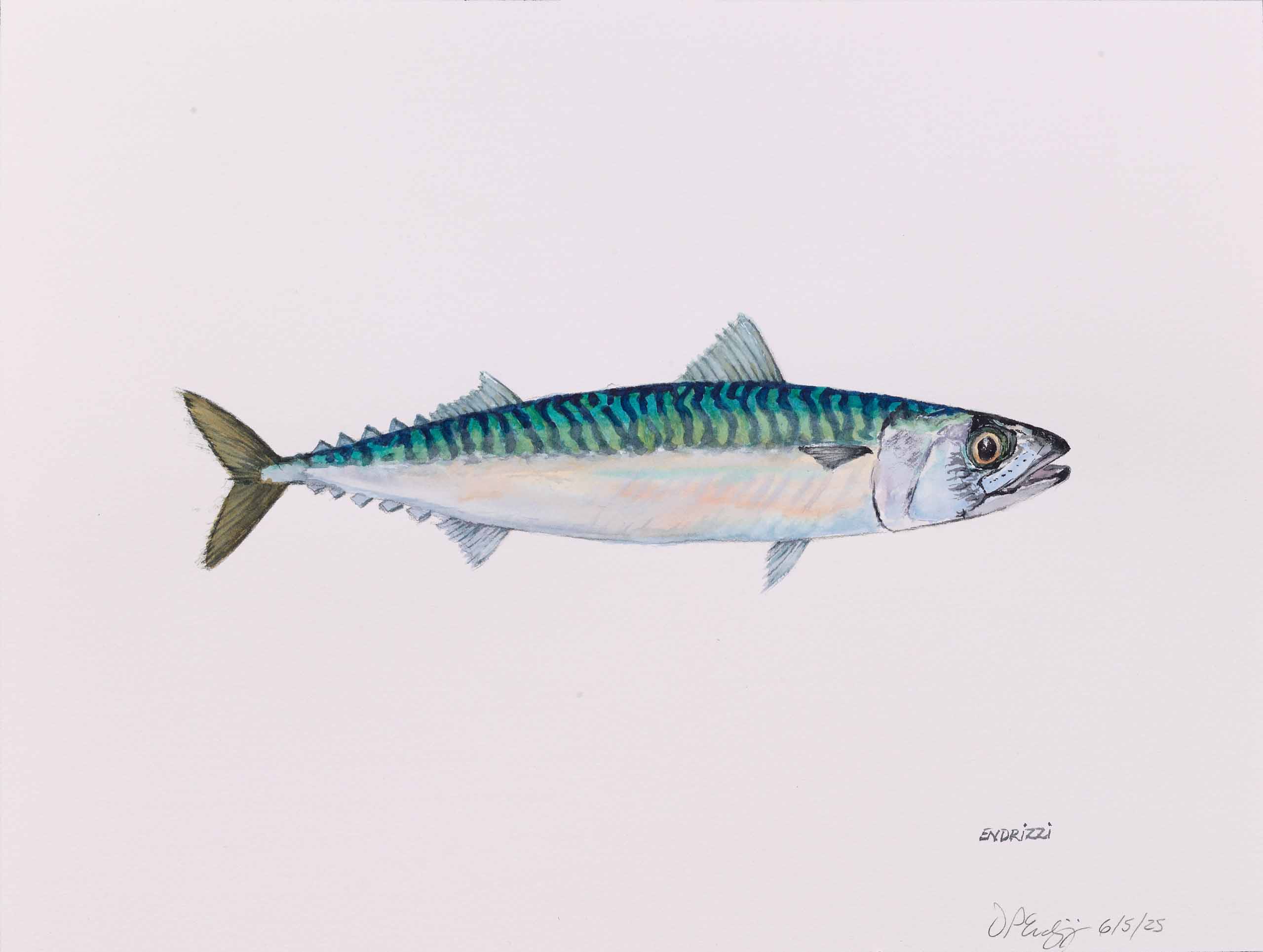 DON ENDRIZZI  Atlantic Mackerel  2025, watercolor on paper, 12 x 16 inches